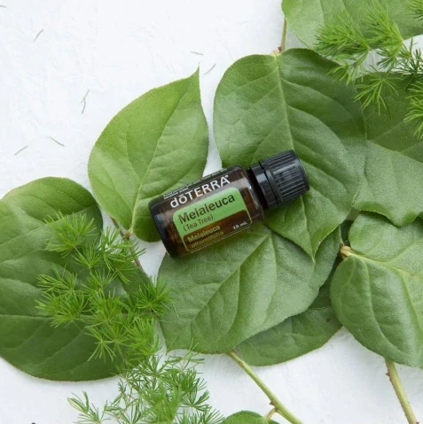 DoTerra Melaleuca Esenciálny olej čajovníkový 2 ml